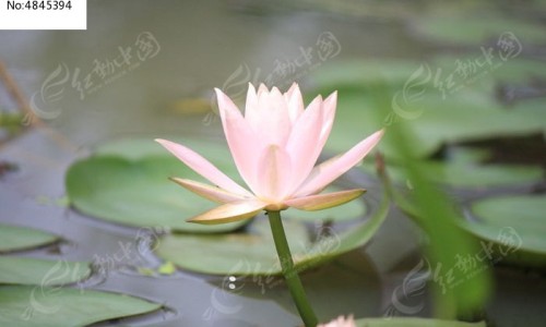 不出林的功效与主治、不出林的功效与主治不出林是哪个地方有 -不出林的功效网