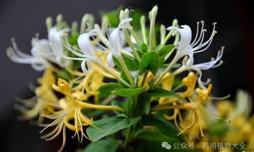 不出林的功效与作用又有哪些副作用-不出林的功效与主治、不出林的功效与主治不出林是哪个地方有 -不出林的功效网