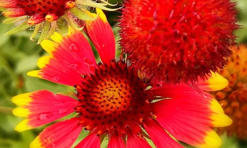 不出林的功效与主治-不出林的功效与主治、不出林的功效与主治不出林是哪个地方有 -不出林的功效网