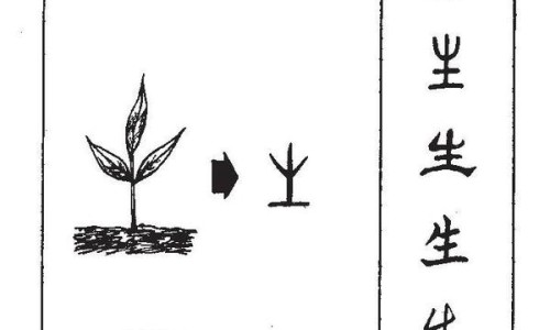 不出林的功效与作用禁忌-不出林的功效与主治、不出林的功效与主治不出林是哪个地方有 -不出林的功效网